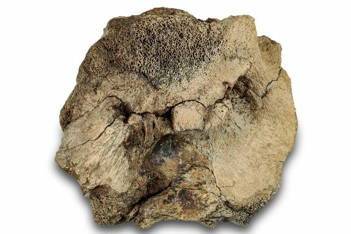 Fossil Ceratopsian Skull Section - Judith River Formation #266028